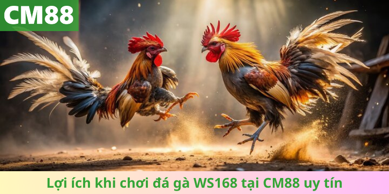 Lợi ích khi chơi đá gà WS168 tại CM88 uy tín